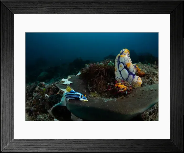 Framed Print : Reefscape - Bangka Island Framed Print : Reefscape - Bangka Island