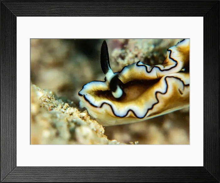 Framed Print : Macro life - Bangka Framed Print : Macro life - Bangka
