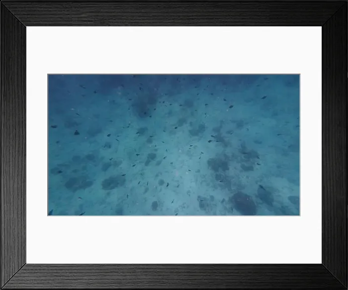 Framed Print : Photography of fish and corals in Oman near Muscat during spring sunny day Framed Print : Photography of fish and corals in Oman near Muscat during spring sunny day