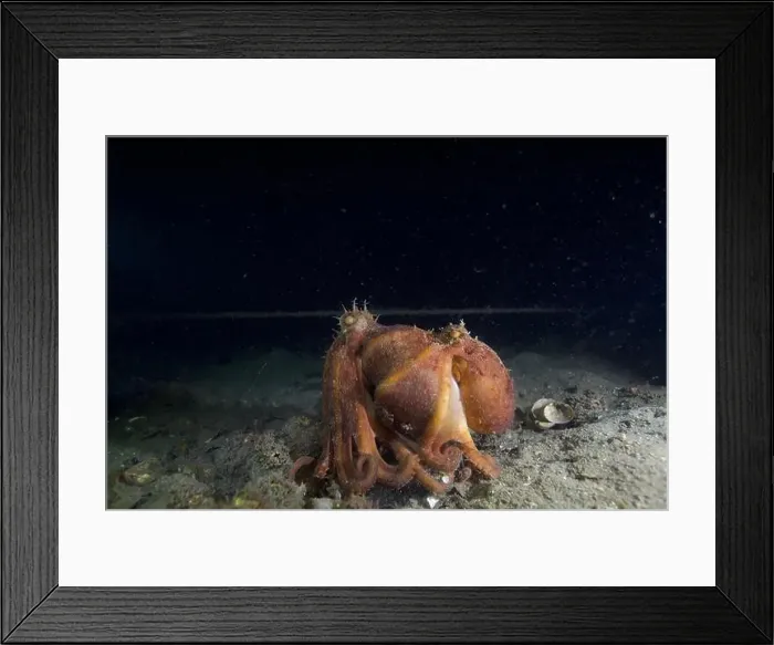 Framed Print : Two Pale octopus mating Framed Print : Two Pale octopus mating