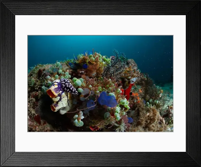 Framed Print : Reefscape - Bangka Island Framed Print : Reefscape - Bangka Island