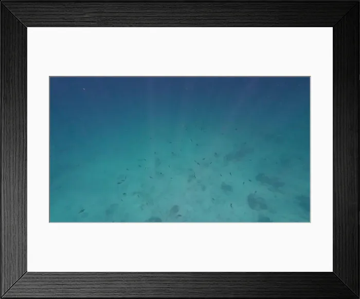Framed Print : Photography of fish and corals in Oman near Muscat during spring sunny day Framed Print : Photography of fish and corals in Oman near Muscat during spring sunny day