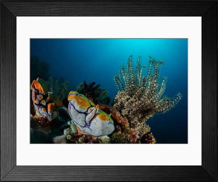Framed Print : Reefscape - Bangka Island Framed Print : Reefscape - Bangka Island