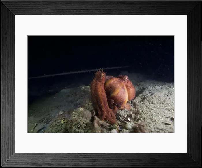 Framed Print : Two pale octopus mating Framed Print : Two pale octopus mating
