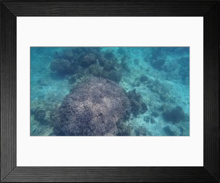 Framed Print : Photography of fish and corals in Oman near Muscat during spring sunny day Framed Print : Photography of fish and corals in Oman near Muscat during spring sunny day
