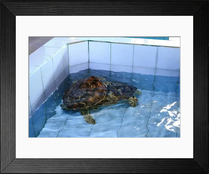 Framed Print : Turtles in the Sea Turtle Conservation and Education Center in Serangan, Denpasar, Bali in Indonesia Framed Print : Turtles in the Sea Turtle Conservation and Education Center in Serangan, Denpasar, Bali in Indonesia
