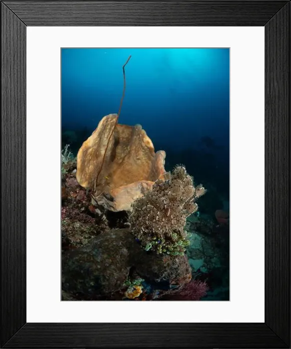 Framed Print : Reefscape - Bangka Island Framed Print : Reefscape - Bangka Island