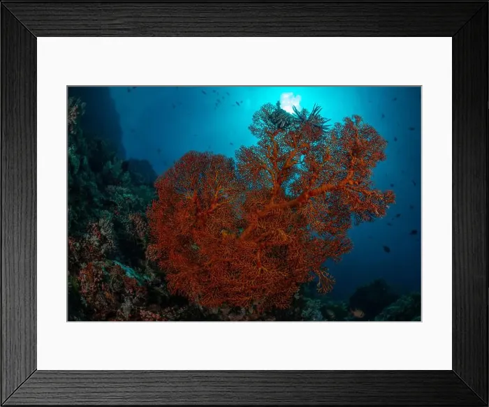Framed Print : Reefscape - Bangka Island Framed Print : Reefscape - Bangka Island