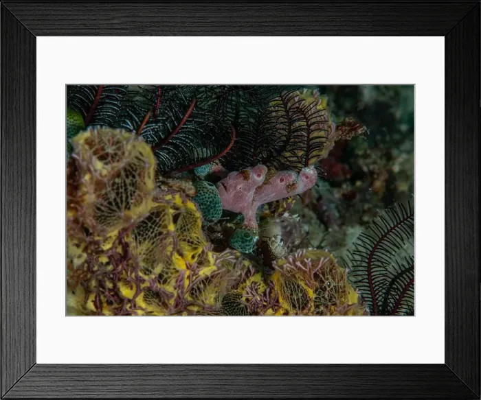 Framed Print : Macro life - Bangka Framed Print : Macro life - Bangka