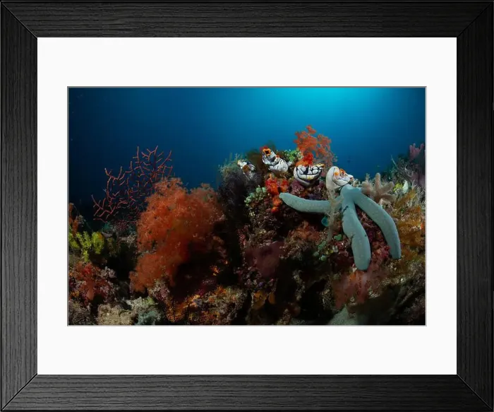 Framed Print : Reefscape - Bangka Island Framed Print : Reefscape - Bangka Island