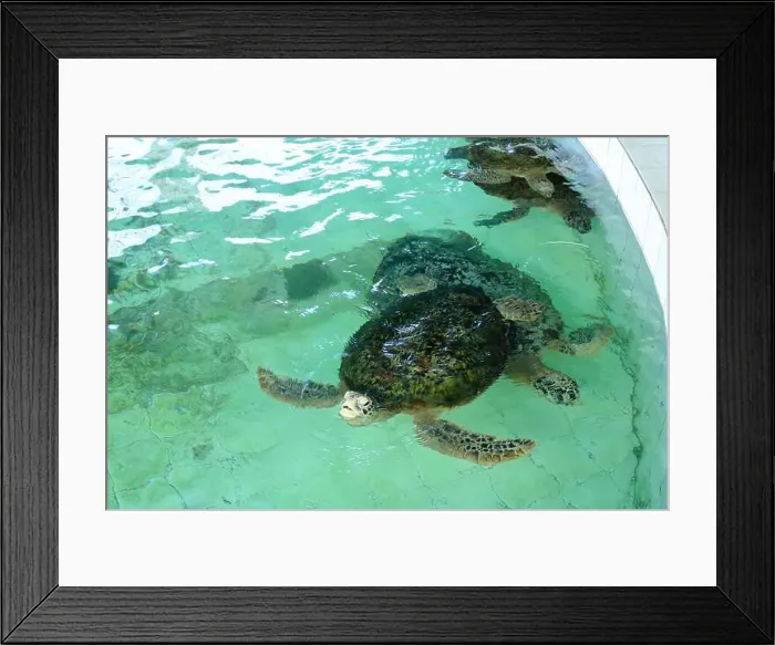 Framed Print : Turtles in the Sea Turtle Conservation and Education Center in Serangan, Denpasar, Bali in Indonesia Framed Print : Turtles in the Sea Turtle Conservation and Education Center in Serangan, Denpasar, Bali in Indonesia