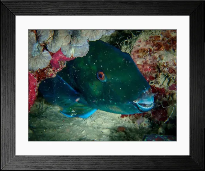 Framed Print : A closeup of sea fish swimming under the sea Framed Print : A closeup of sea fish swimming under the sea