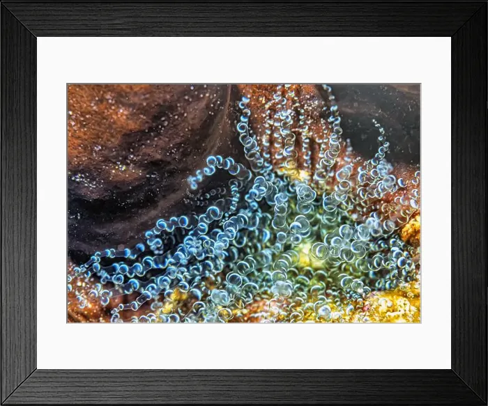 Framed Print : Bartholomea annulata is a species of sea anemone in the family Aiptasiidae Framed Print : Bartholomea annulata is a species of sea anemone in the family Aiptasiidae