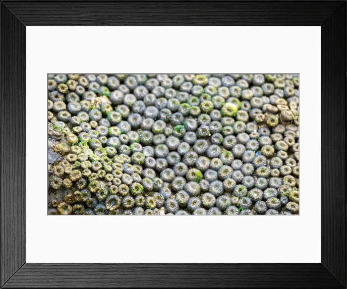 Framed Print : Zoanthus sp. Zoanthus is a genus of anthozoans in the family Zoanthidae Framed Print : Zoanthus sp. Zoanthus is a genus of anthozoans in the family Zoanthidae