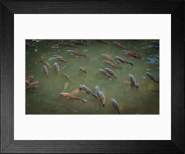 Framed Print : A school of fish swimming near riverbank Framed Print : A school of fish swimming near riverbank