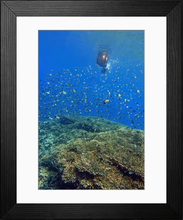 Framed Print : Indonesia Bunaken - Marine life in Coral reef - snorkeling Framed Print : Indonesia Bunaken - Marine life in Coral reef - snorkeling