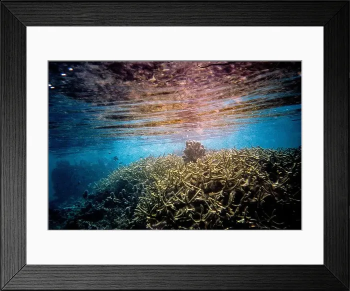 Framed Print : Underwater photograph showcasing a vibrant coral reef teeming with marine life Framed Print : Underwater photograph showcasing a vibrant coral reef teeming with marine life