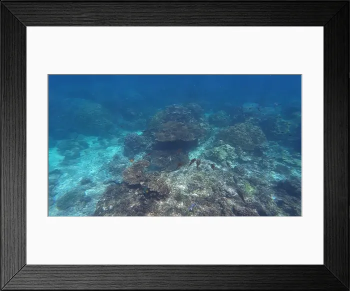 Framed Print : Photography of fish and corals in Oman near Muscat during spring sunny day Framed Print : Photography of fish and corals in Oman near Muscat during spring sunny day