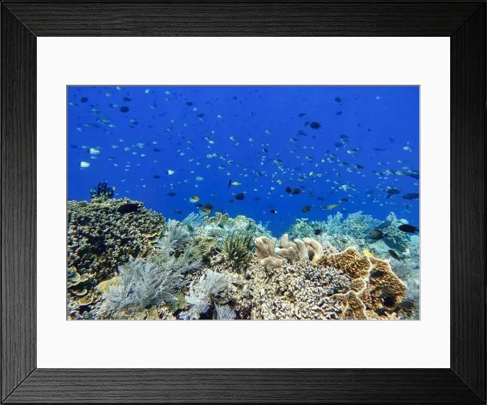 Framed Print : Indonesia Bunaken - Marine life Coral reef with tropical fish Framed Print : Indonesia Bunaken - Marine life Coral reef with tropical fish