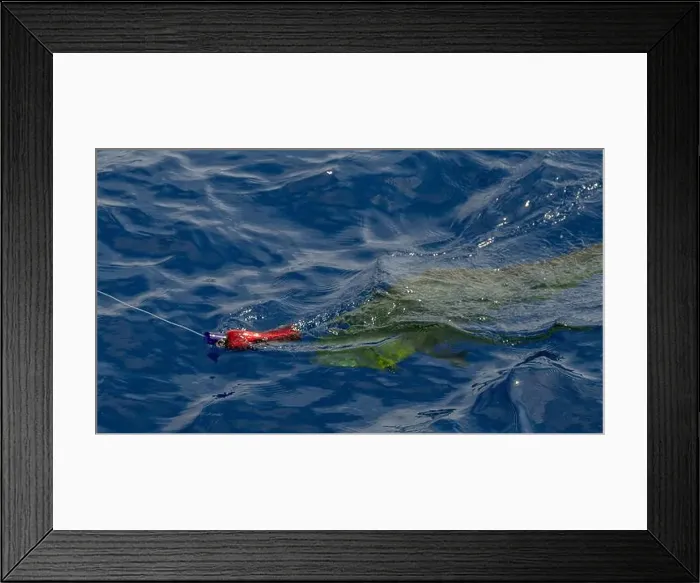 Framed Print : A fish holding a fishing rod underwater, pulled by the current