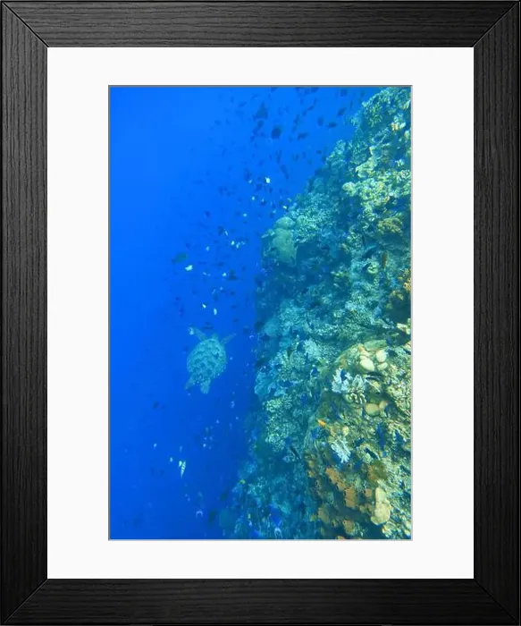 Framed Print : Indonesia Bunaken - Marine life Coral reef with tropical fish and sea turtle Framed Print : Indonesia Bunaken - Marine life Coral reef with tropical fish and sea turtle