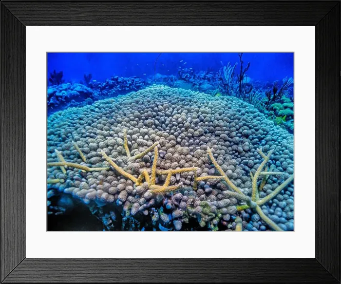 Framed Print : Caribbean coral reef off the coastof the island of Boanire Framed Print : Caribbean coral reef off the coastof the island of Boanire