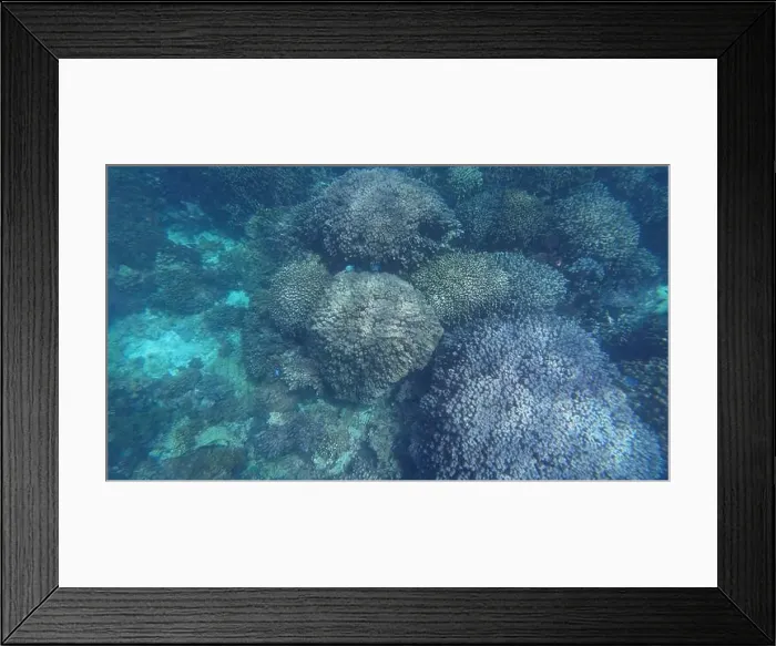 Framed Print : Photography of fish and corals in Oman near Muscat during spring sunny day Framed Print : Photography of fish and corals in Oman near Muscat during spring sunny day
