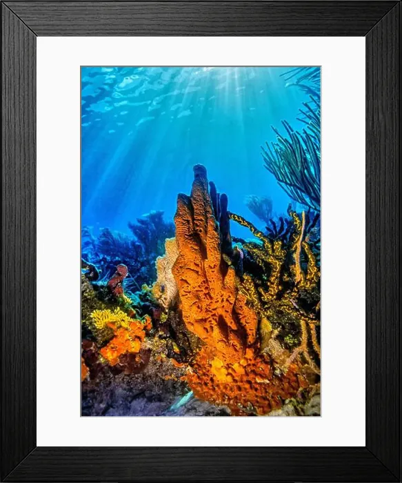 Framed Print : Aplysina fistularis, also known as the yellow tube sponge is a species of sea sponge in the order Verongiida Framed Print : Aplysina fistularis, also known as the yellow tube sponge is a species of sea sponge in the order Verongiida