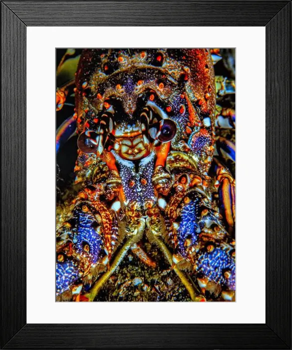 Framed Print : Lobsters are malacostracans of the family Nephropidae synonym Homaridae Framed Print : Lobsters are malacostracans of the family Nephropidae synonym Homaridae