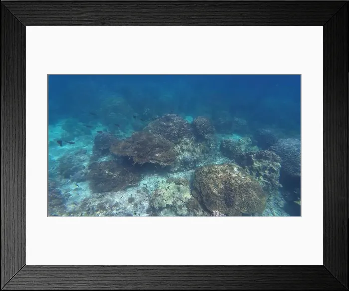 Framed Print : Photography of fish and corals in Oman near Muscat during spring sunny day