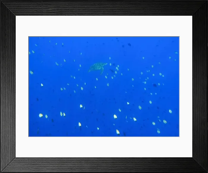 Framed Print : Indonesia Bunaken - Marine life Coral reef with tropical fish and sea turtle Framed Print : Indonesia Bunaken - Marine life Coral reef with tropical fish and sea turtle