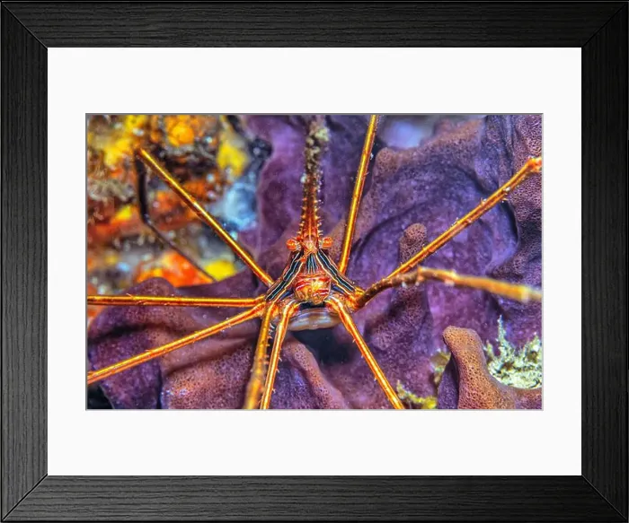 Framed Print : Stenorhynchus seticornis, the yellowline arrow crab or simply arrow crab, is a species of marine crab Framed Print : Stenorhynchus seticornis, the yellowline arrow crab or simply arrow crab, is a species of marine crab