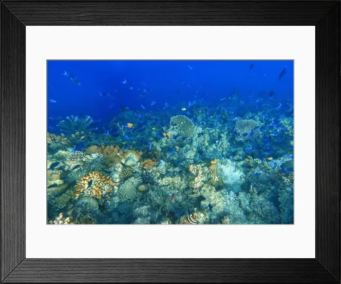 Framed Print : Indonesia Bunaken - Marine life Coral reef with tropical fish Framed Print : Indonesia Bunaken - Marine life Coral reef with tropical fish
