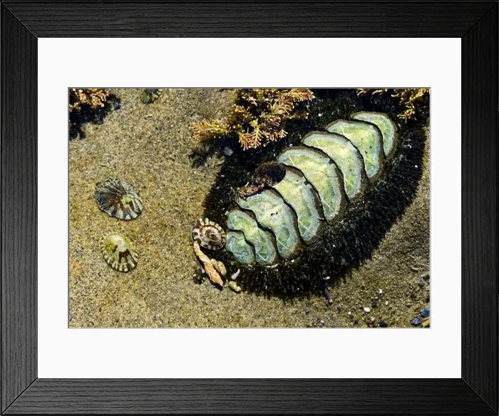 Framed Print : A sea creature in Botanical Beach tide pools in Port Renfrew, British Columbia, Canada Framed Print : A sea creature in Botanical Beach tide pools in Port Renfrew, British Columbia, Canada