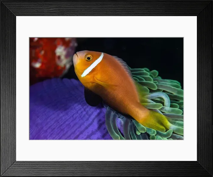 Framed Print : A closeup shot of an anemone fish resting on a purple and green anemone. Maldives Framed Print : A closeup shot of an anemone fish resting on a purple and green anemone. Maldives