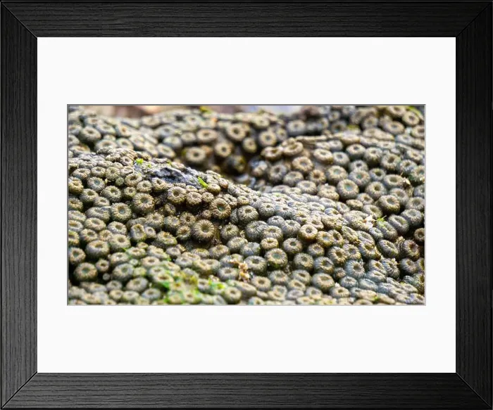 Framed Print : Zoanthus sp. Zoanthus is a genus of anthozoans in the family Zoanthidae Framed Print : Zoanthus sp. Zoanthus is a genus of anthozoans in the family Zoanthidae
