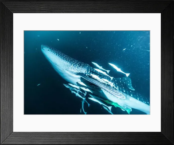 Framed Print : A whale shark surrounded by fish in the deep ocean Framed Print : A whale shark surrounded by fish in the deep ocean