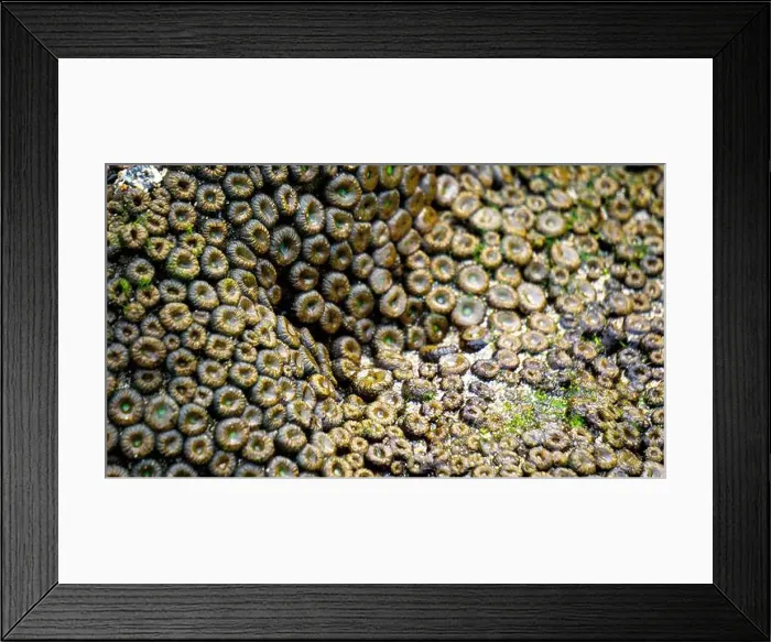 Framed Print : Zoanthus sp. Zoanthus is a genus of anthozoans in the family Zoanthidae Framed Print : Zoanthus sp. Zoanthus is a genus of anthozoans in the family Zoanthidae
