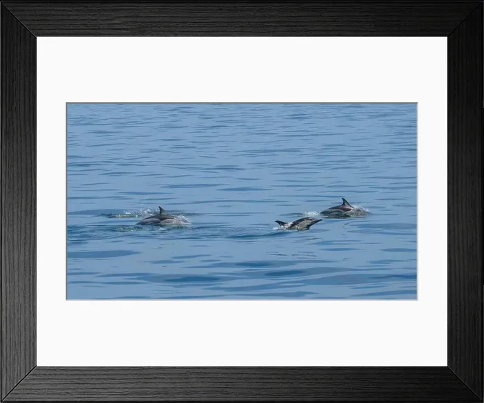 Framed Print : A scenic view of a group of dolphins swimming in the sea Framed Print : A scenic view of a group of dolphins swimming in the sea