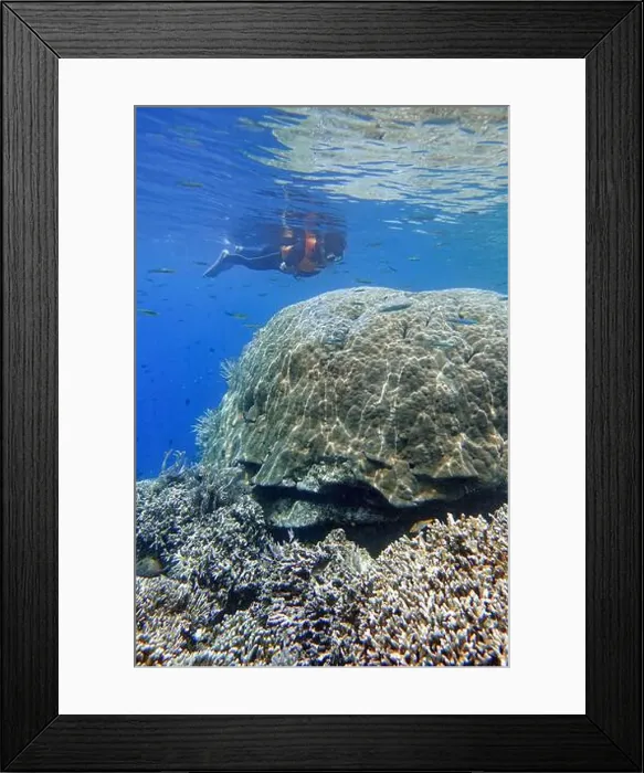 Framed Print : Indonesia Bunaken - Marine life in Coral reef - snorkeling Framed Print : Indonesia Bunaken - Marine life in Coral reef - snorkeling