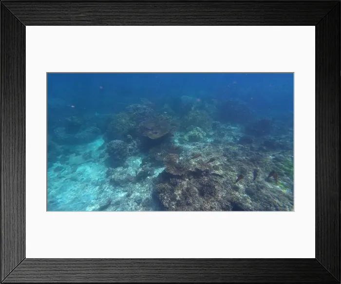 Framed Print : Photography of fish and corals in Oman near Muscat during spring sunny day