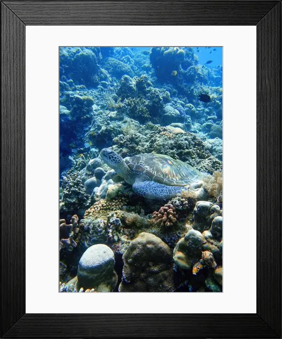 Framed Print : Indonesia Bunaken - Marine life Coral reef with tropical fish and sea turtle Framed Print : Indonesia Bunaken - Marine life Coral reef with tropical fish and sea turtle