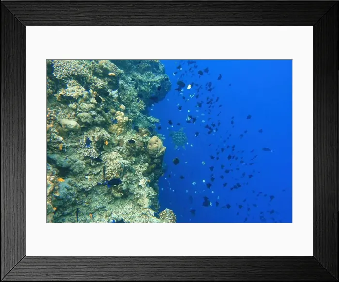 Framed Print : Indonesia Bunaken - Marine life Coral reef with tropical fish and sea turtle Framed Print : Indonesia Bunaken - Marine life Coral reef with tropical fish and sea turtle
