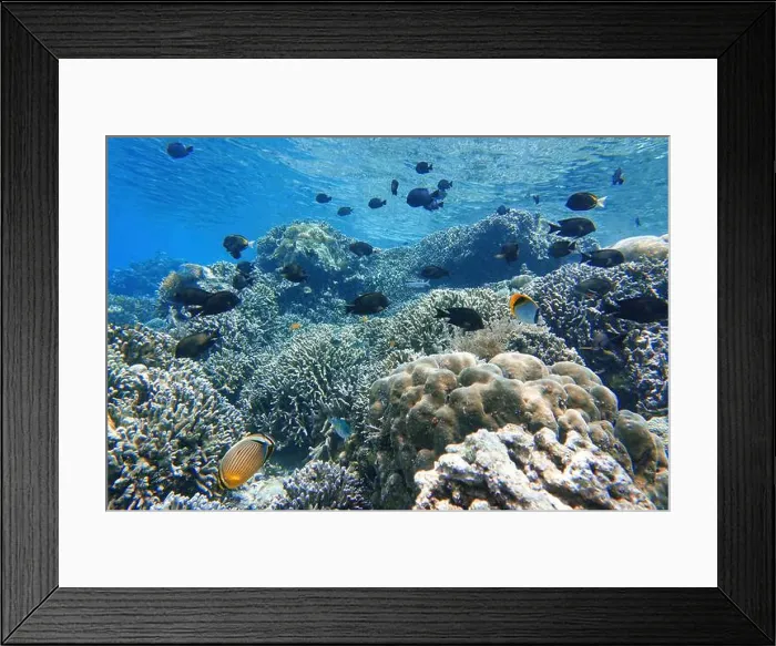 Framed Print : Indonesia Bunaken - Marine life Coral reef with tropical fish Framed Print : Indonesia Bunaken - Marine life Coral reef with tropical fish