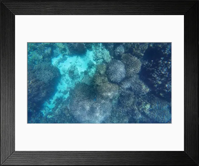 Framed Print : Photography of fish and corals in Oman near Muscat during spring sunny day