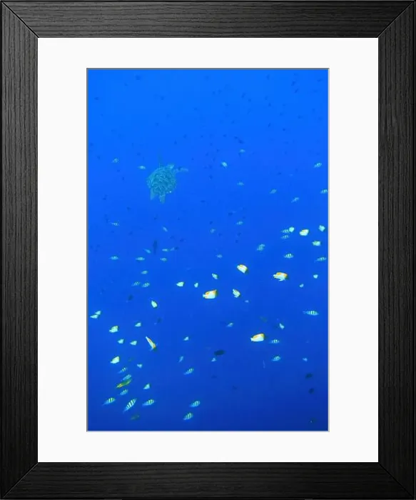 Framed Print : Indonesia Bunaken - Marine life Coral reef with tropical fish and sea turtle Framed Print : Indonesia Bunaken - Marine life Coral reef with tropical fish and sea turtle