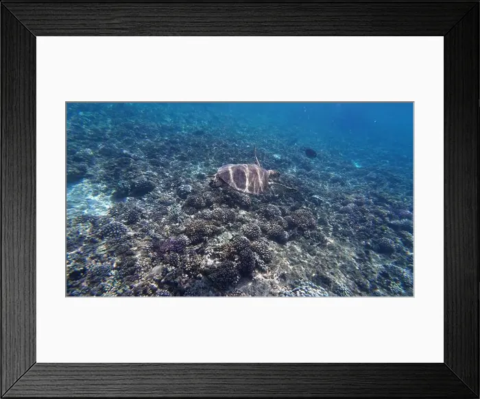 Framed Print : Photography of fish. turtle and corals in Oman near Muscat during spring sunny day Framed Print : Photography of fish. turtle and corals in Oman near Muscat during spring sunny day