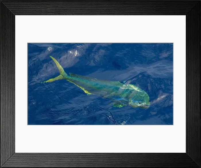 Framed Print : A fish swimming underwater, captured from abovewater