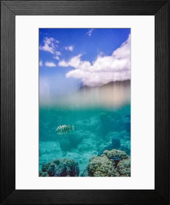 Framed Print : An underwater scene showcasing a striped fish swimming above a coral reef with a cloudy sky visible above the water's Framed Print : An underwater scene showcasing a striped fish swimming above a coral reef with a cloudy sky visible above the water's