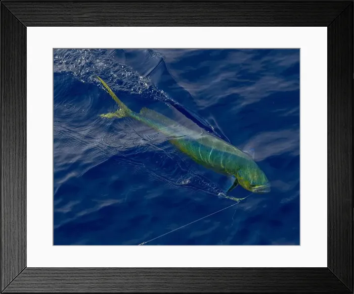 Framed Print : A green fish caught on a fishing rod in the ocean, still swimming underwater Framed Print : A green fish caught on a fishing rod in the ocean, still swimming underwater